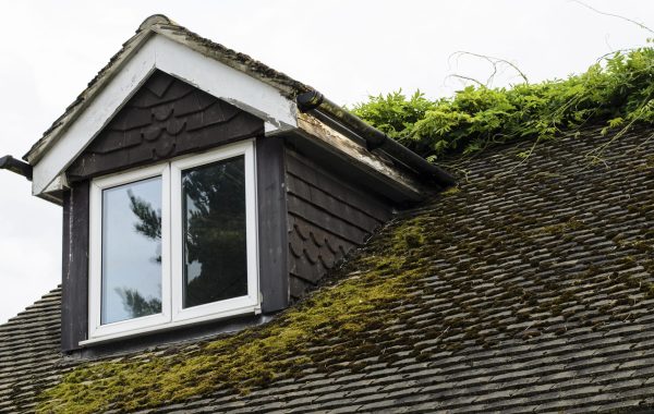 Moss on Your Roof: Should You Be Worried?