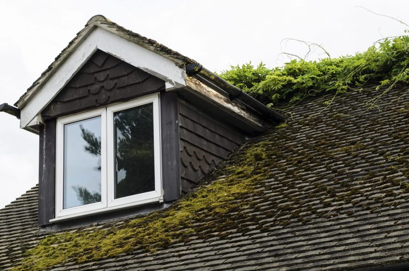 Moss on Your Roof: Should You Be Worried?